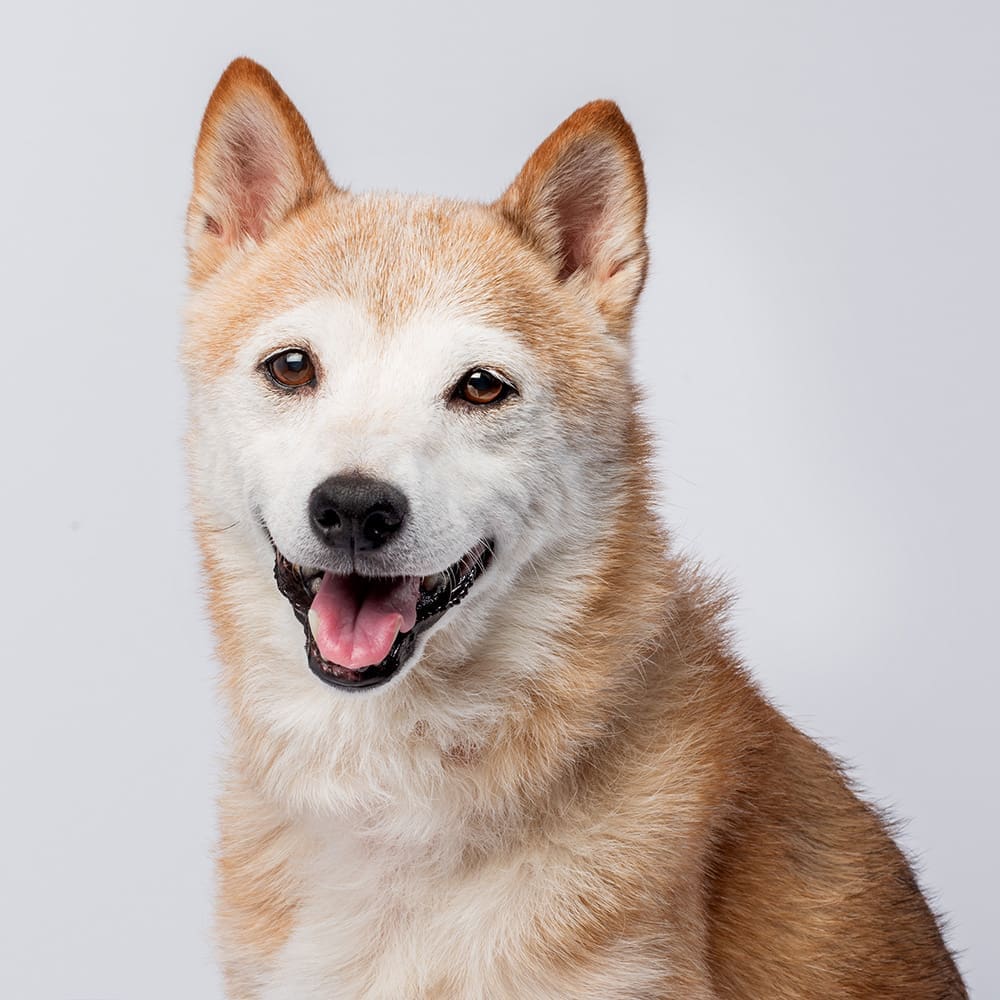 Pabu